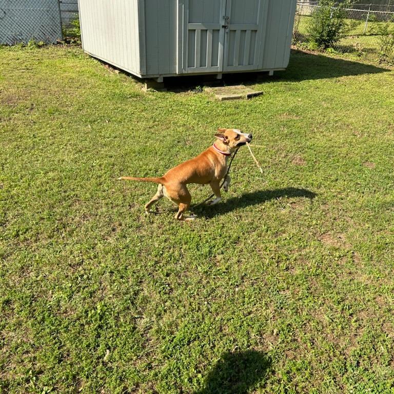 Apple Brownie, a Adoptable Mixed Breed in Memphis, TN image 4/6