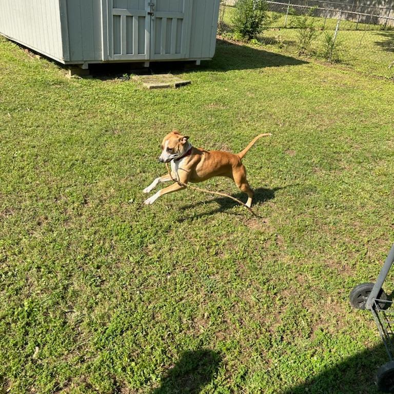 Apple Brownie, a Adoptable Mixed Breed in Memphis, TN image 5/6