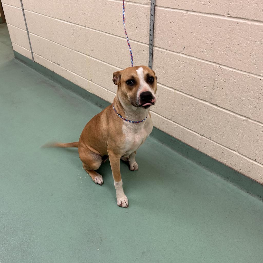 Apple Brownie, a Adoptable Mixed Breed in Memphis, TN image 6/6