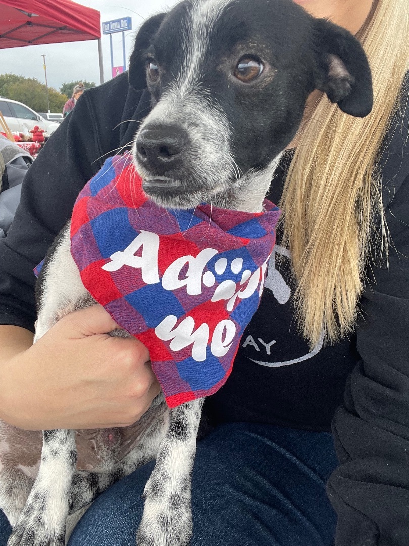 Scrappy, Adopted, Puppy Male Rat Terrier.