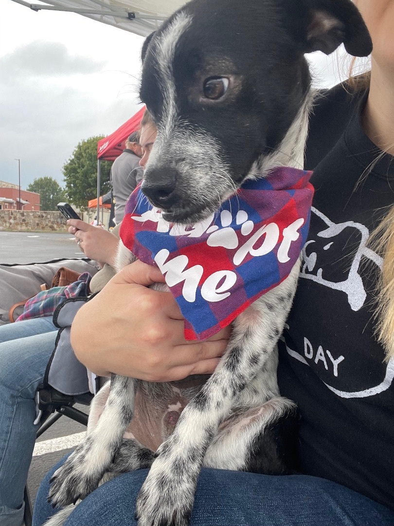 Enlarge Scrappy, a Adopted Rat Terrier in Red Rock, TX image 2/4