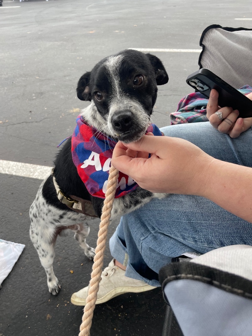 Enlarge Scrappy, a Adopted Rat Terrier in Red Rock, TX image 3/4