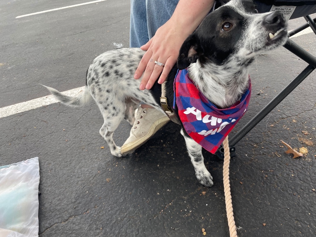 Enlarge Scrappy, a Adopted Rat Terrier in Red Rock, TX image 4/4