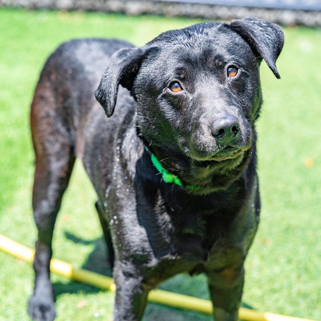 Ace, Adoptable, Adult Male Labrador Retriever & Mixed Breed.