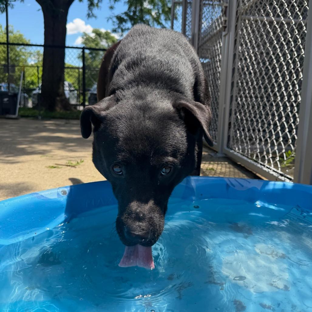 Ace, Adoptable, Adult Male Labrador Retriever & Mixed Breed.