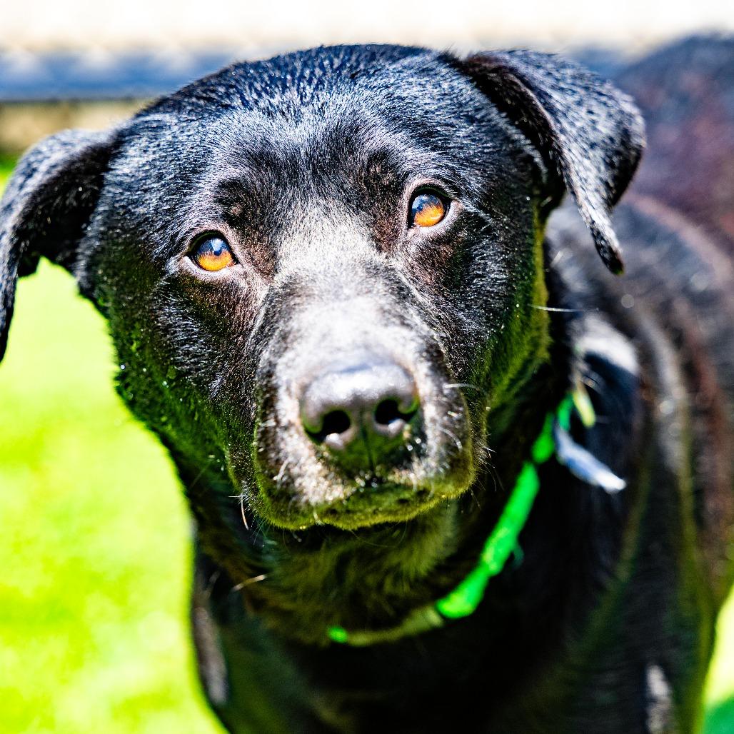 Enlarge Ace, a Adoptable mixed breed in Naperville, IL image 3/6