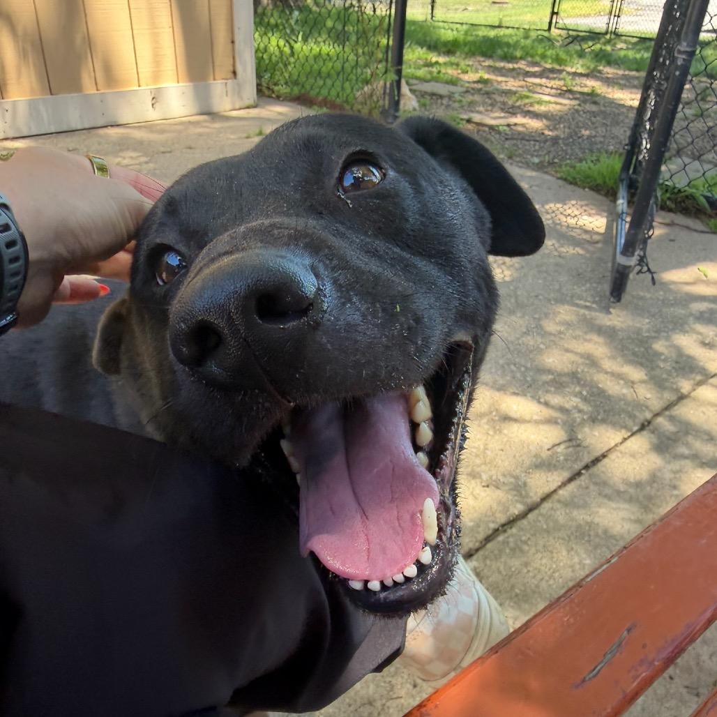 Enlarge Ace, a Adoptable mixed breed in Naperville, IL image 4/6