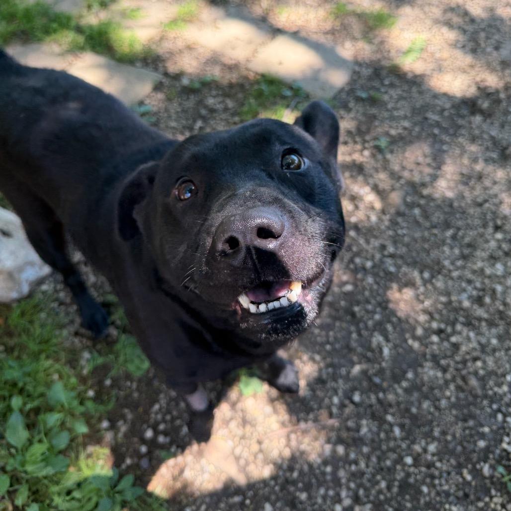 Enlarge Ace, a Adoptable mixed breed in Naperville, IL image 5/6