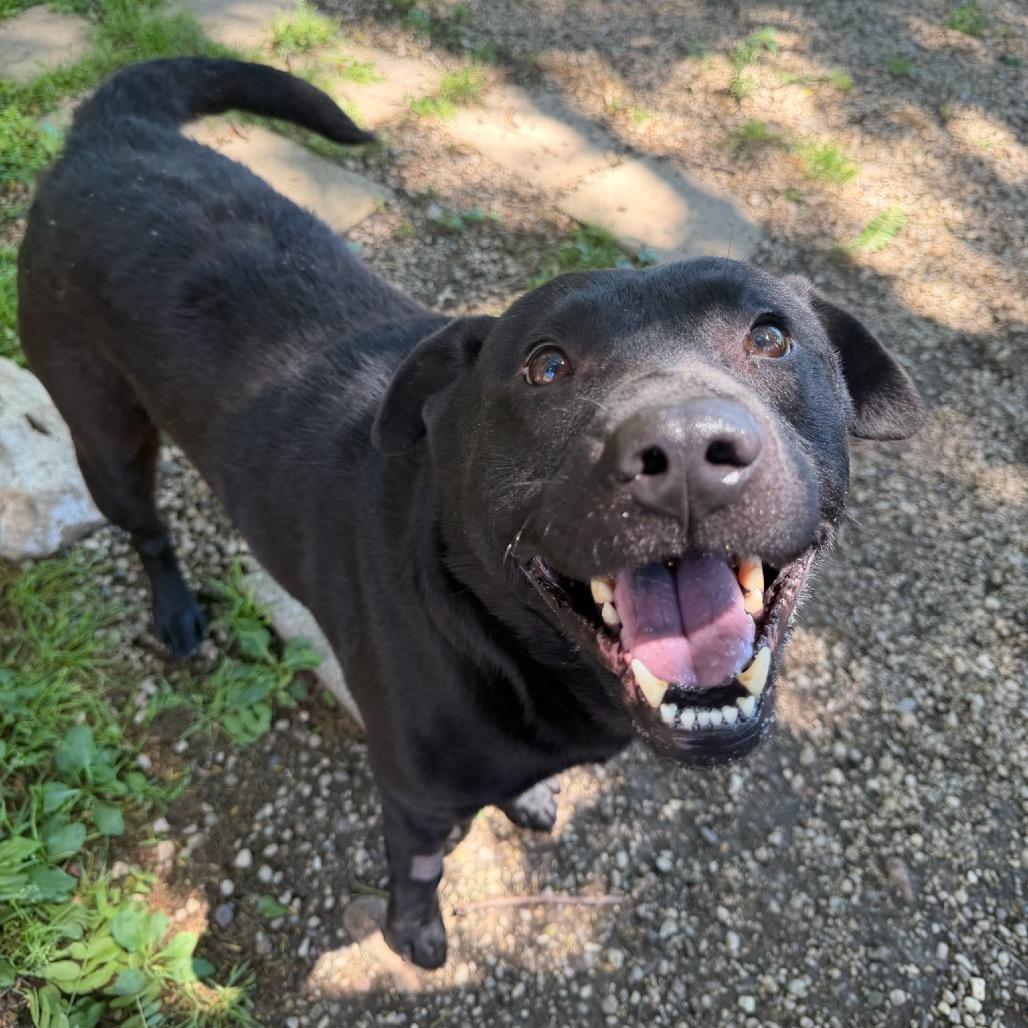 Enlarge Ace, a Adoptable mixed breed in Naperville, IL image 6/6