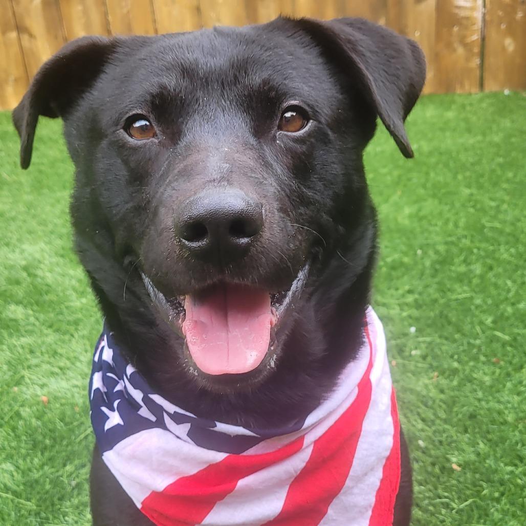 Ace, a Adoptable mixed breed in Naperville, IL image 6/6