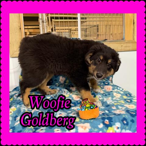 Enlarge Woofie Goldberg , an adopted mixed breed in Rock Hill, NY image 1/1