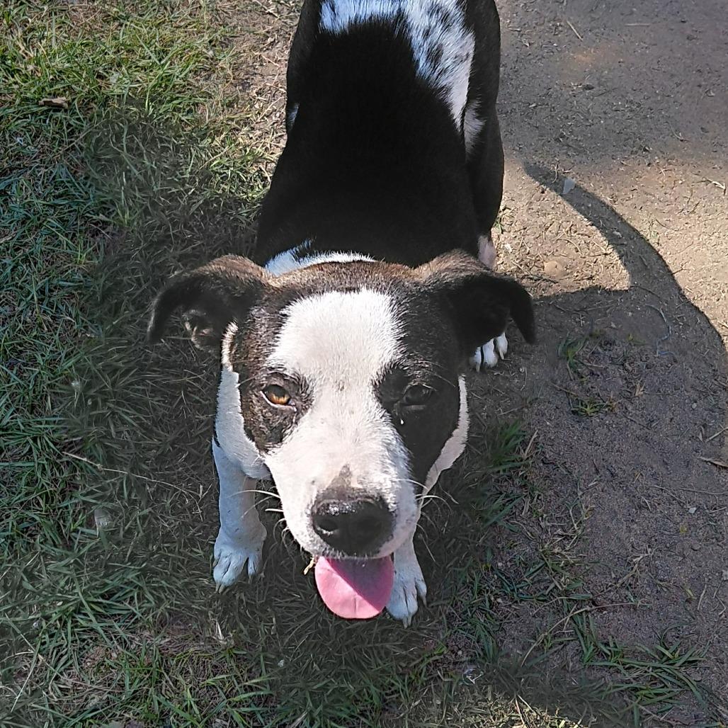 Enlarge Jax, a Adoptable mixed breed in Dillon, SC image 1/1