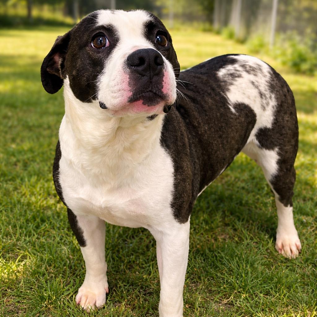 Enlarge Jax, a Adoptable mixed breed in Dillon, SC image 2/2