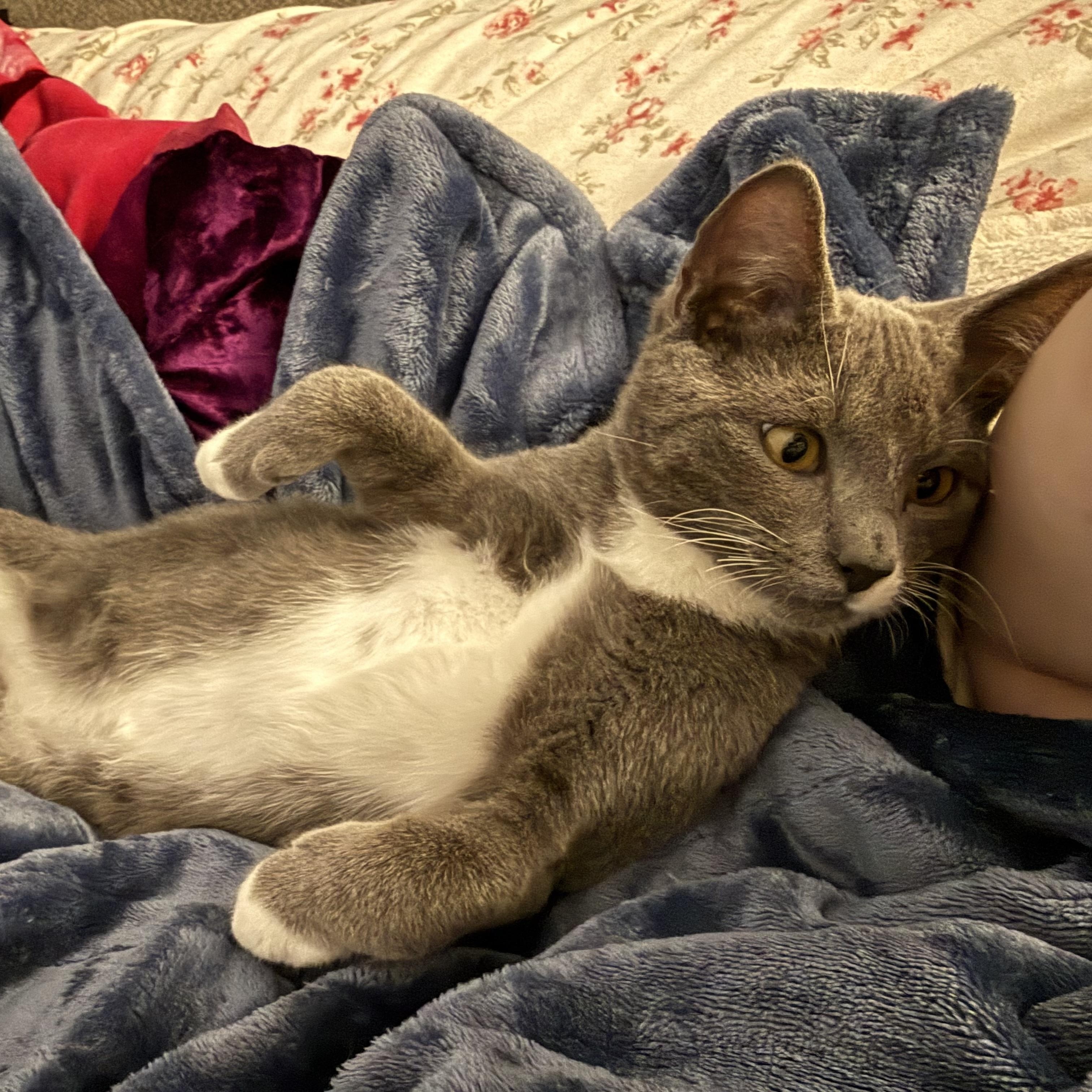 Enlarge Logan, a ADOPTABLE Domestic Short Hair in Mississippi State, MS image 5/5