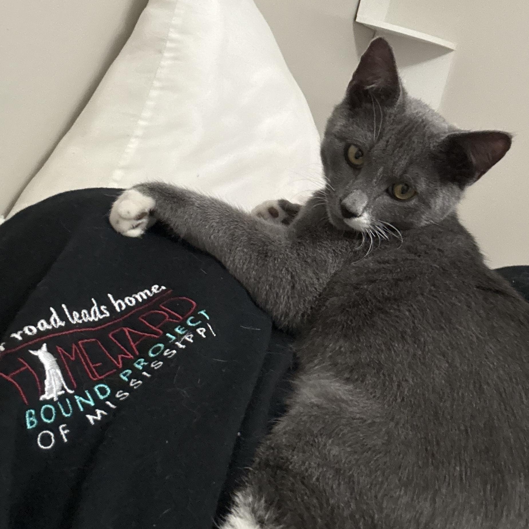 Enlarge Logan, a ADOPTABLE Domestic Short Hair in Mississippi State, MS image 4/5