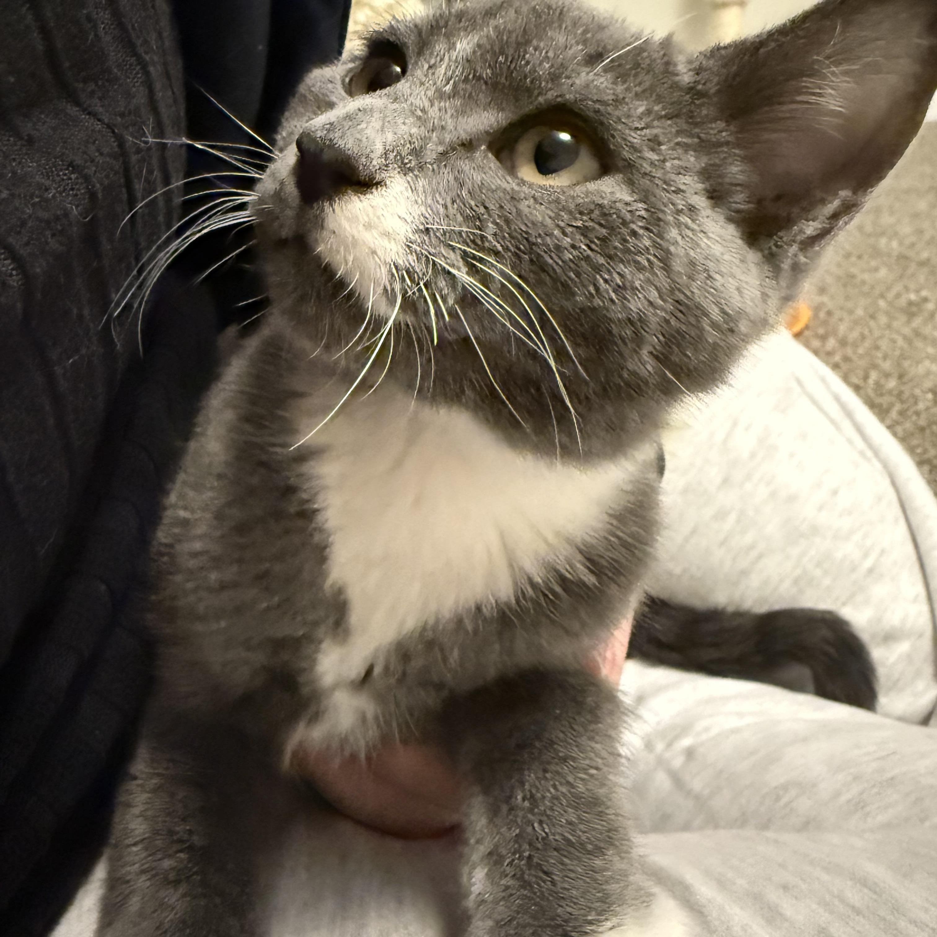 Enlarge Logan, a ADOPTABLE Domestic Short Hair in Mississippi State, MS image 2/5