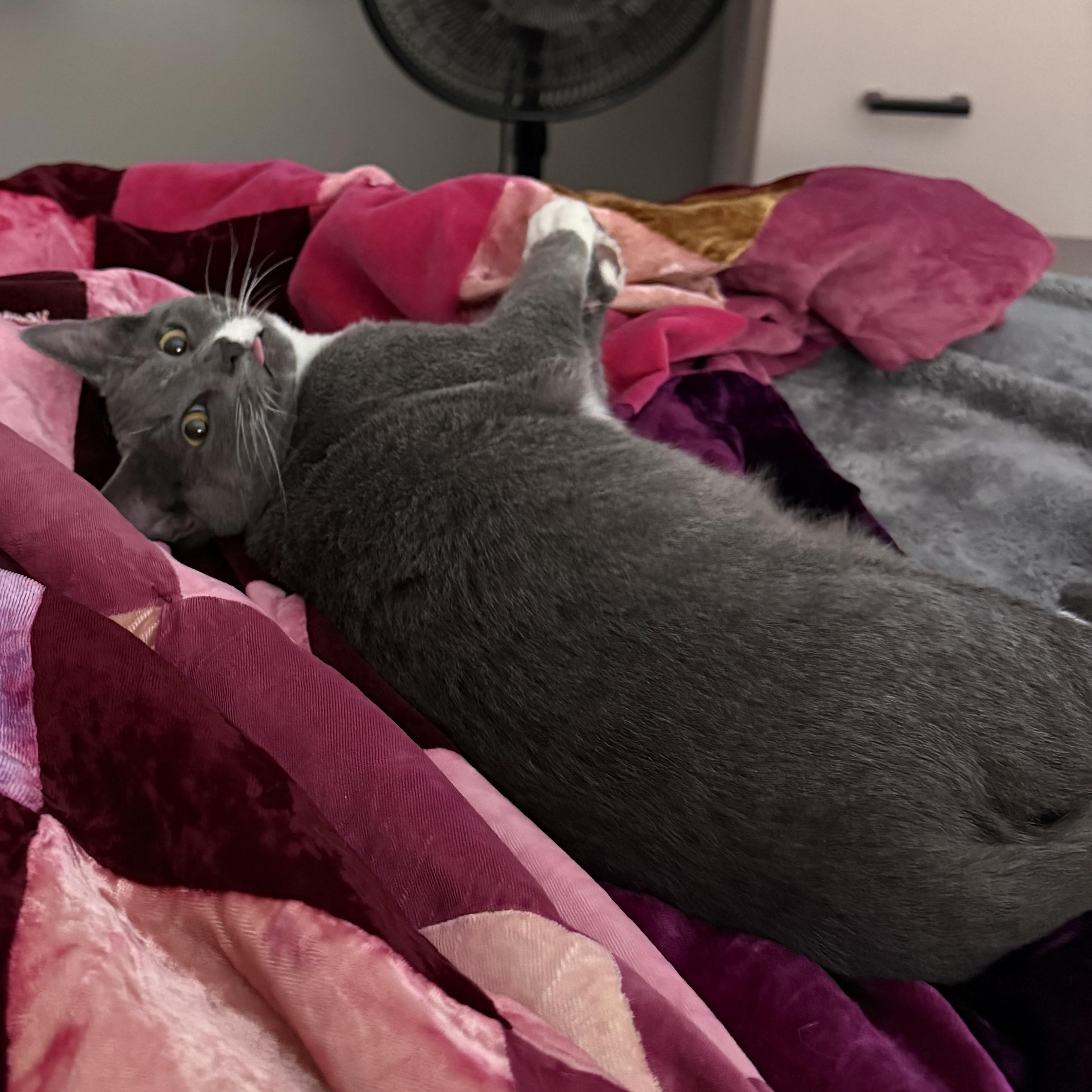 Enlarge Logan, a ADOPTABLE Domestic Short Hair in Mississippi State, MS image 3/5