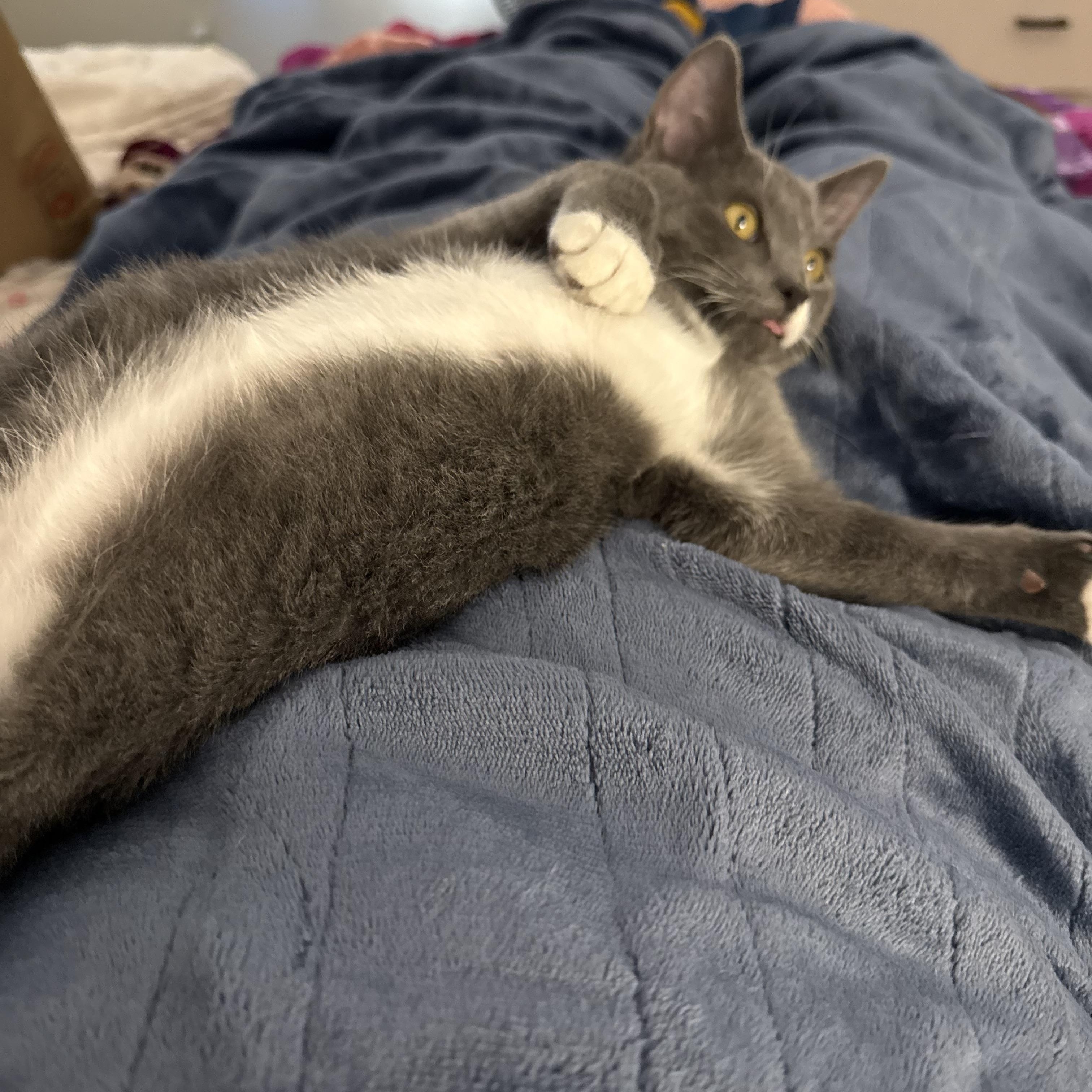 Logan, ADOPTABLE, Young Male Domestic Short Hair.