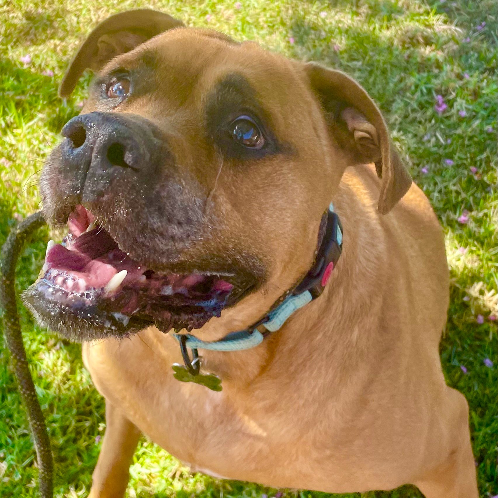 C.J. - a total charmer, a Adoptable mixed breed in Malibu, CA image 1/5