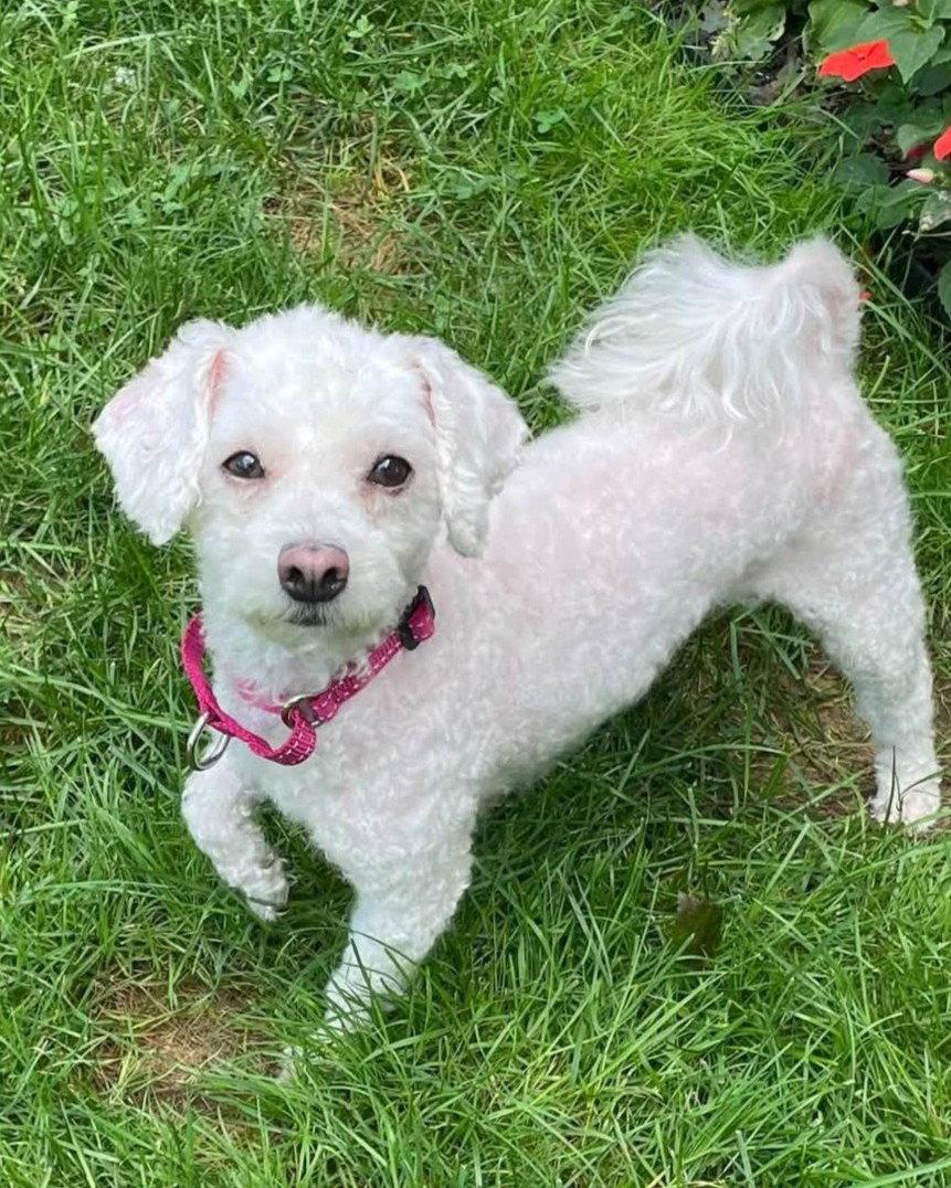 Sugar, Adopted, Adult Female Poodle.