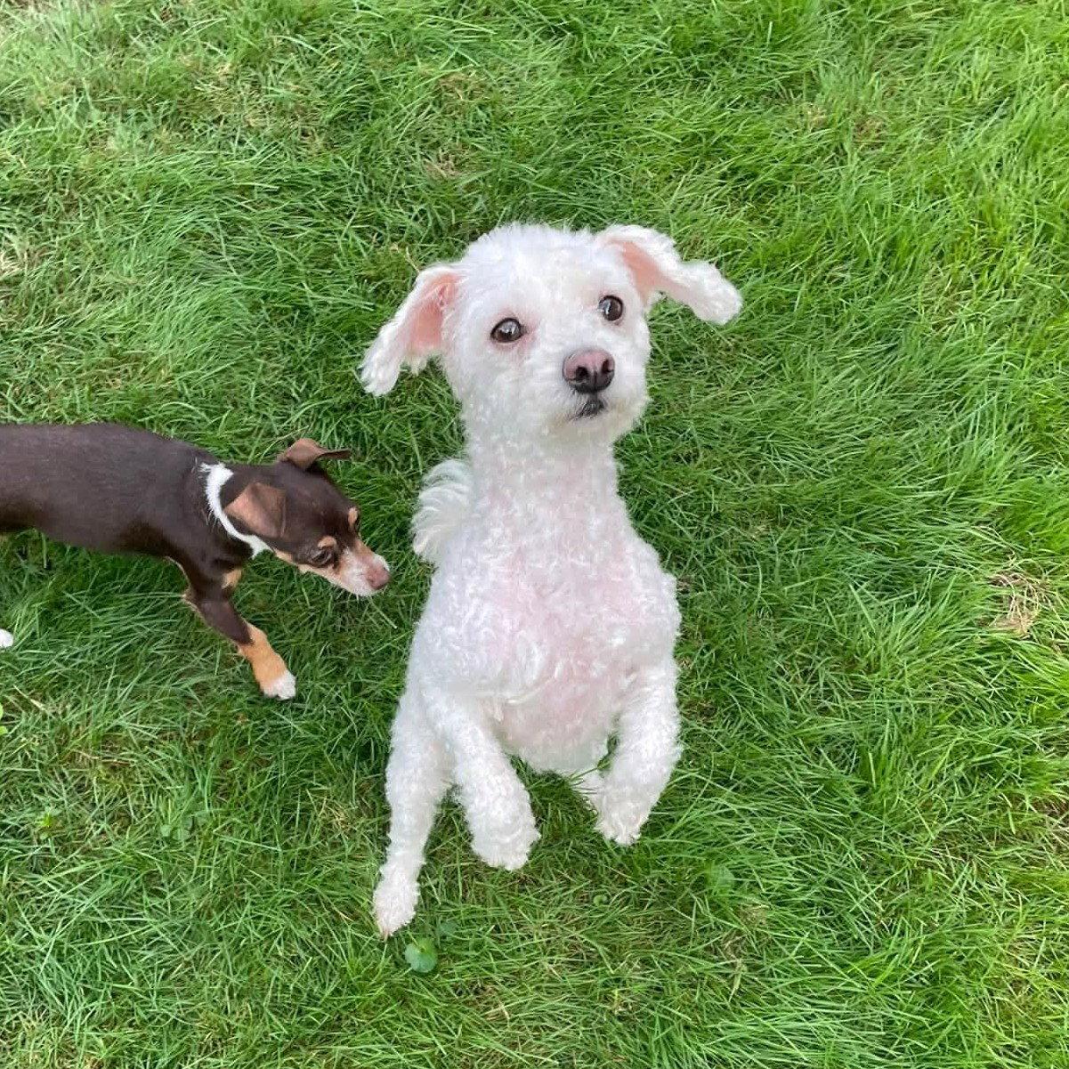 Enlarge Sugar, a Adopted Poodle in Rochester, NY image 2/3