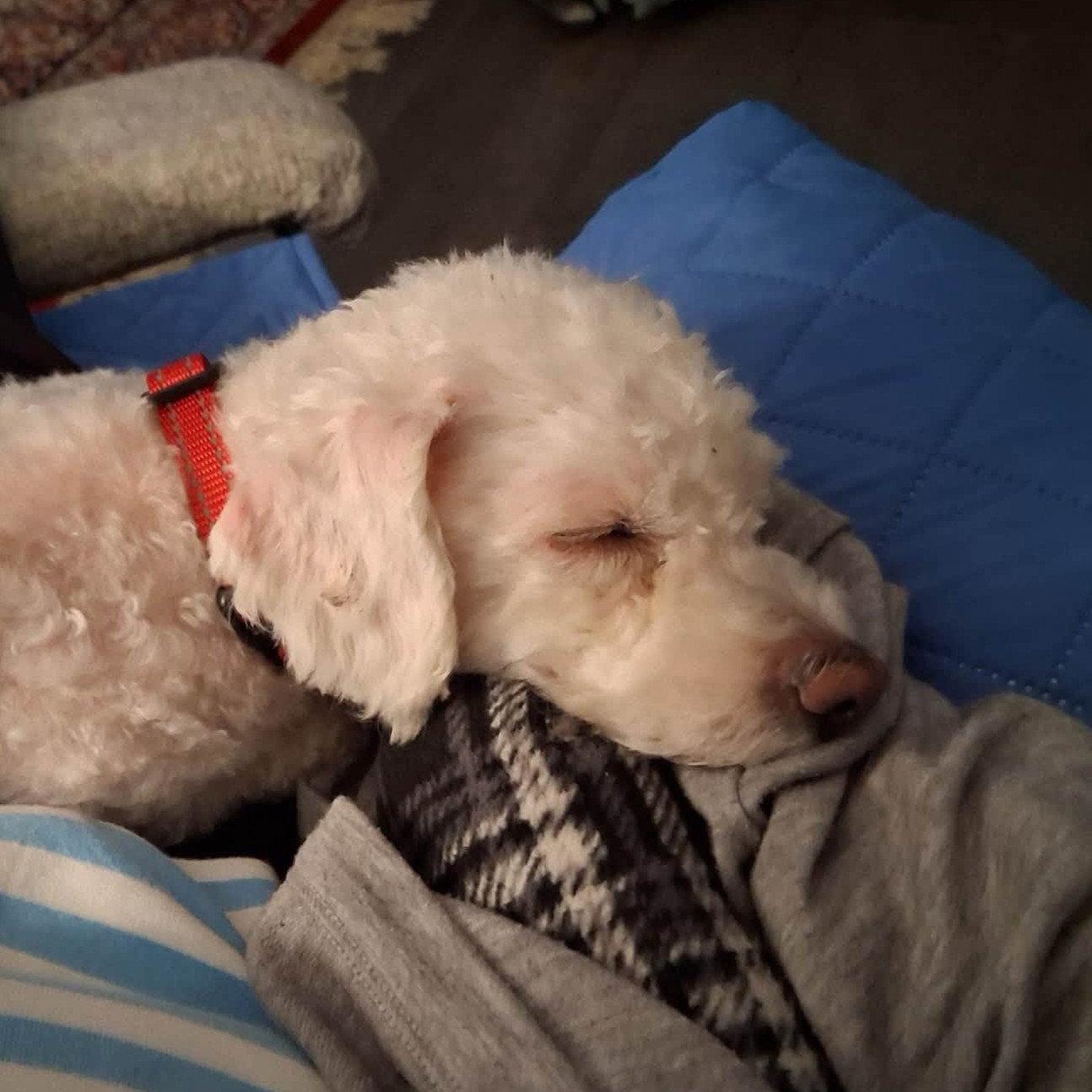 Enlarge Sugar, a Adopted Poodle in Rochester, NY image 3/3