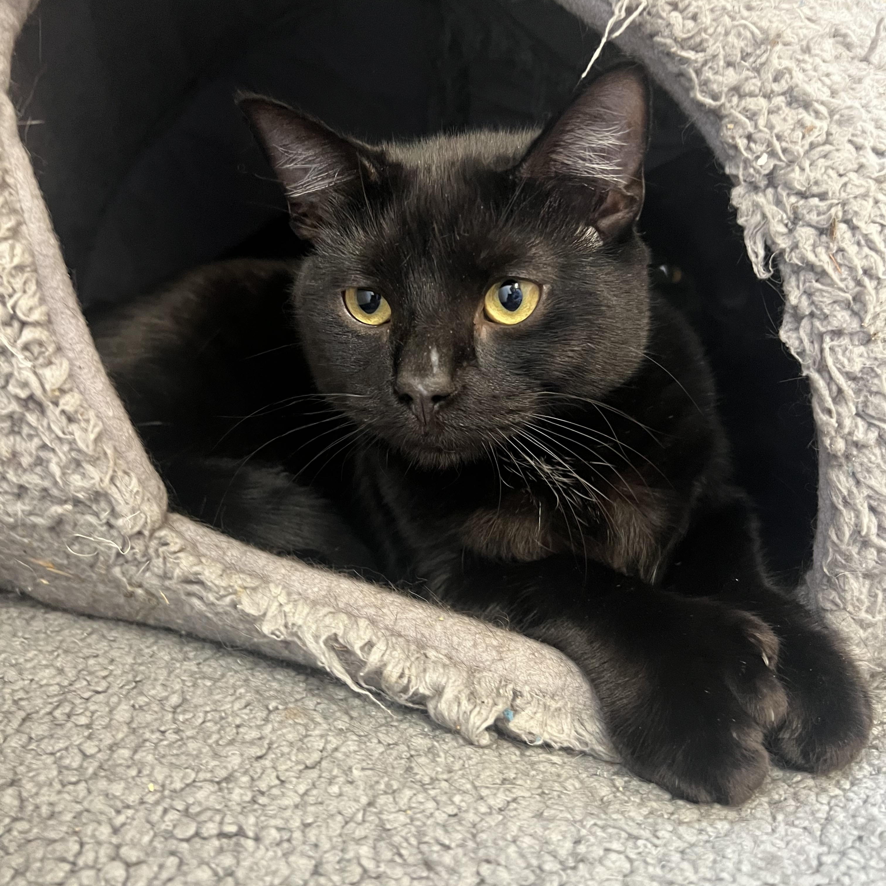 Enlarge Ooomy, a Adoptable mixed breed in Anchorage, AK image 1/4