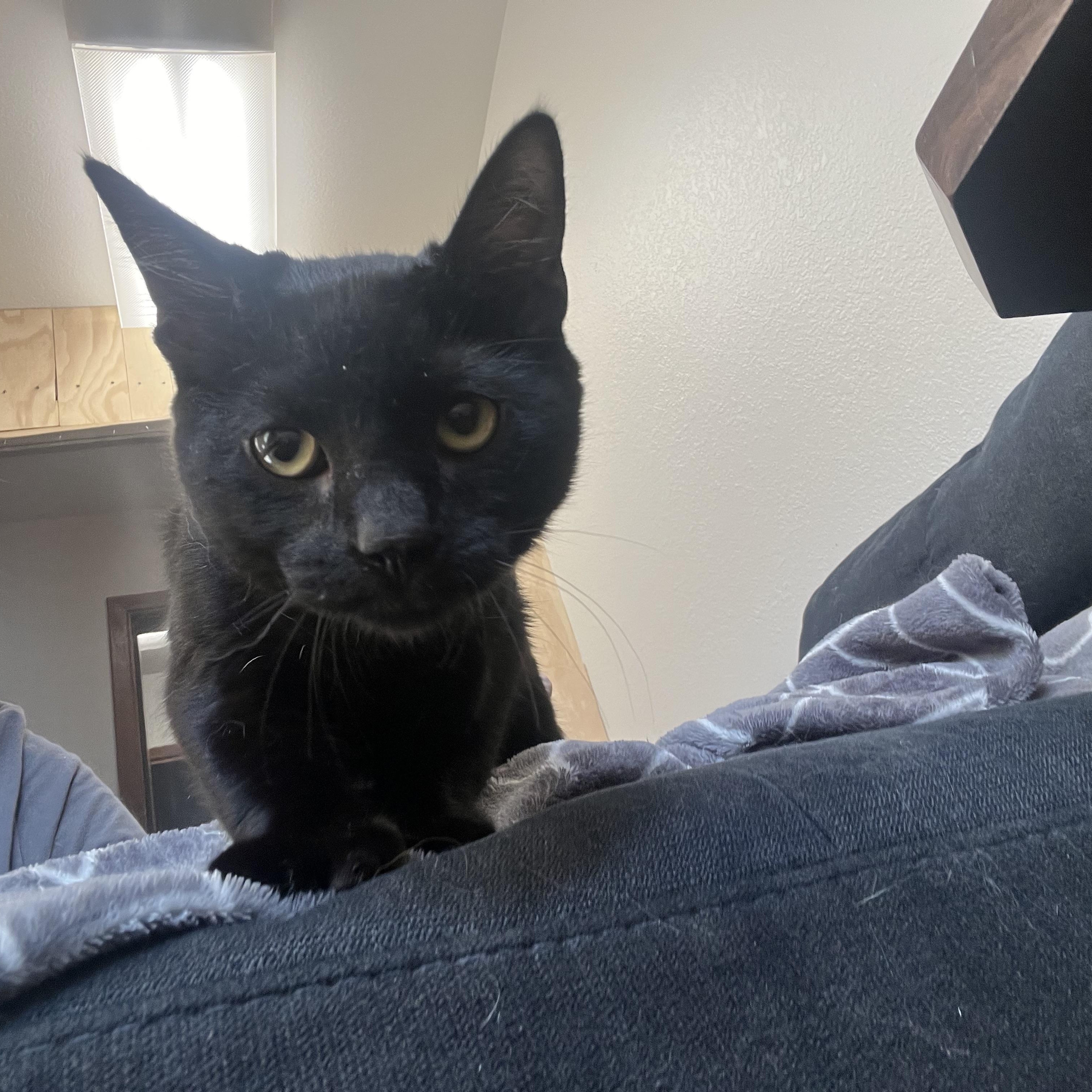 Ooomy, an adoptable Domestic Short Hair in Anchorage, AK, 99518 | Photo Image 2