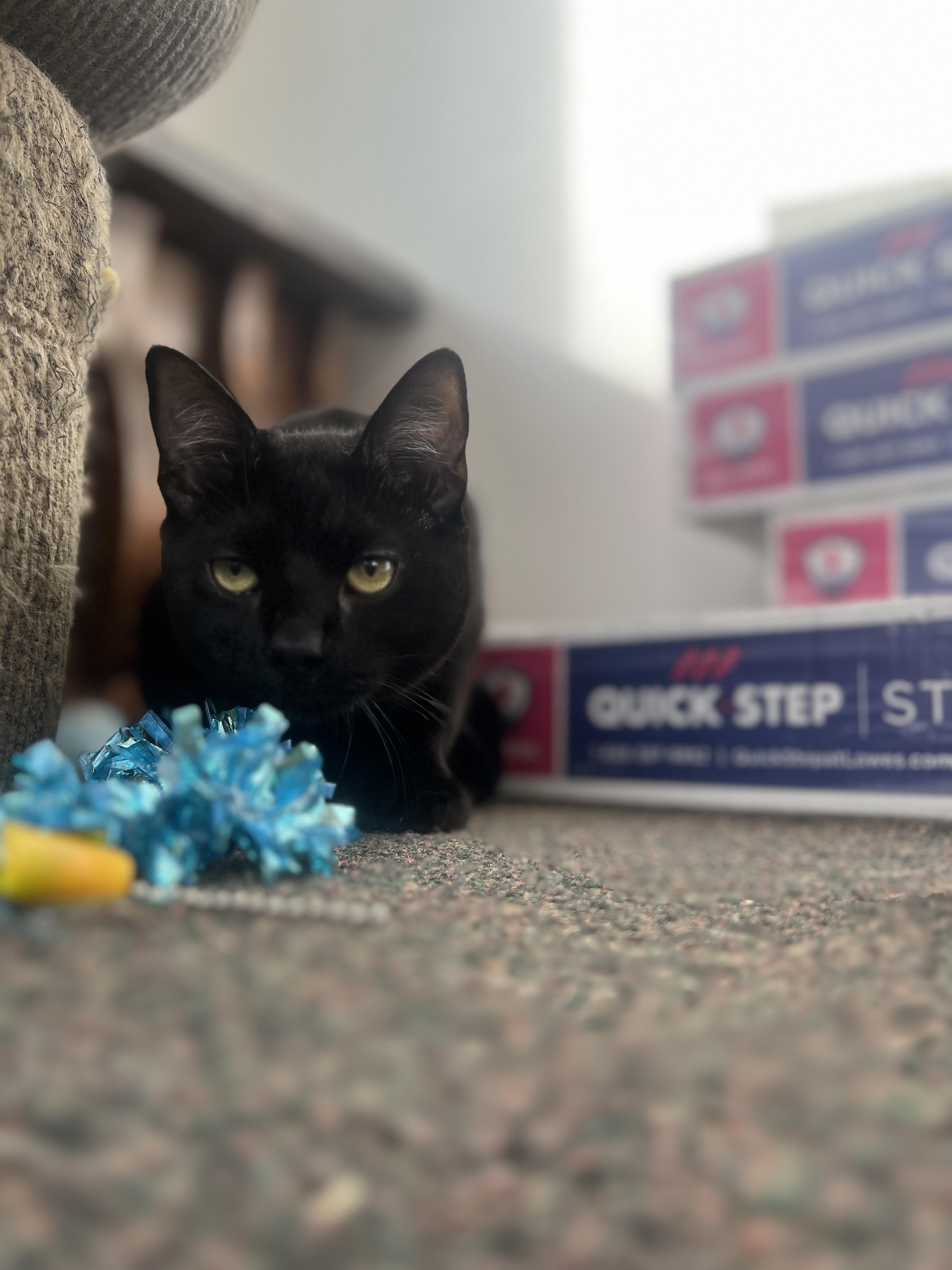 Ooomy, an adoptable Domestic Short Hair in Anchorage, AK, 99518 | Photo Image 4