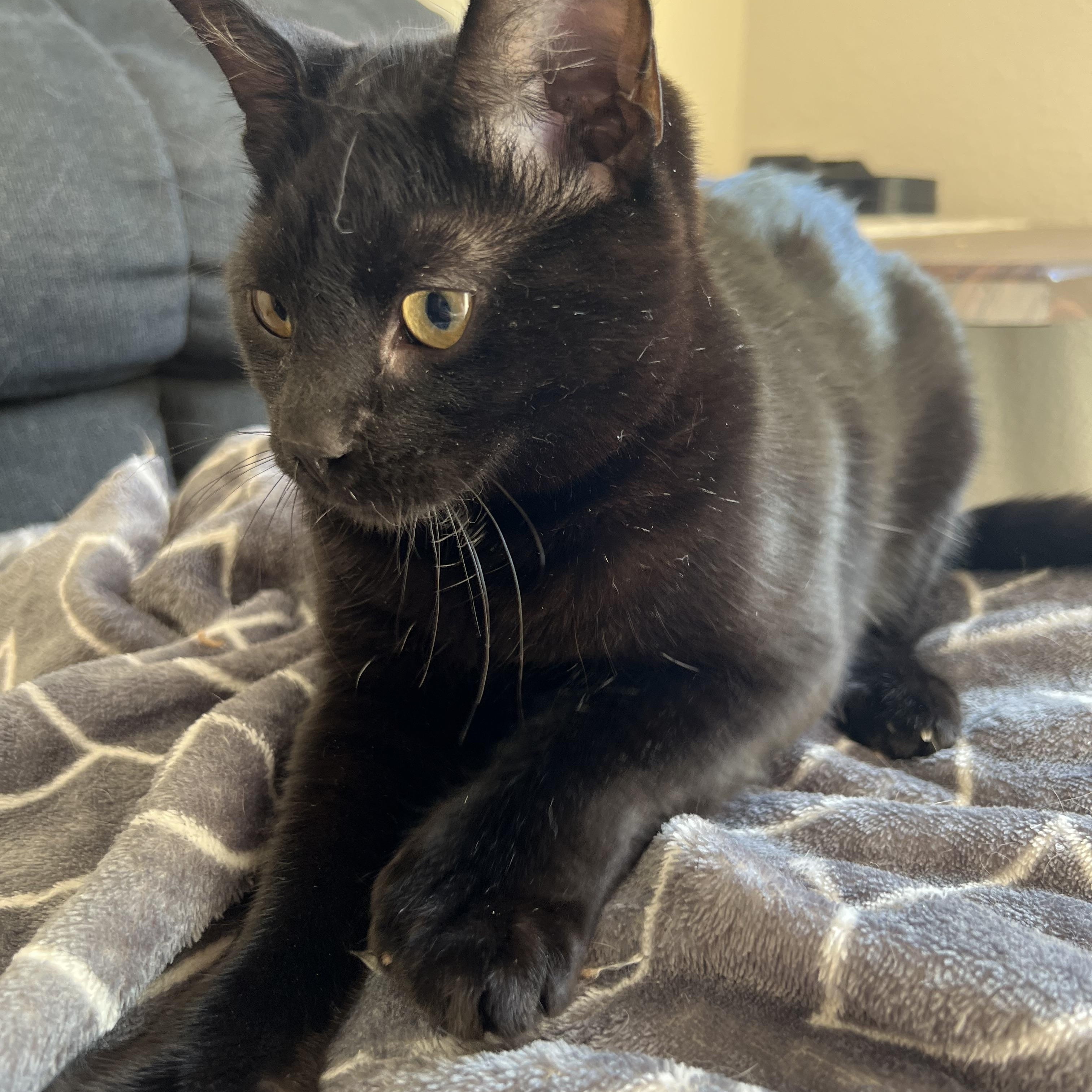 Ooomy, an adoptable Domestic Short Hair in Anchorage, AK, 99518 | Photo Image 3