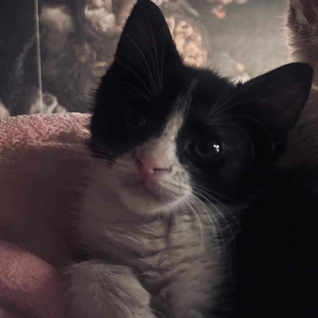 Andy, Adoptable, Kitten Male Domestic Short Hair.