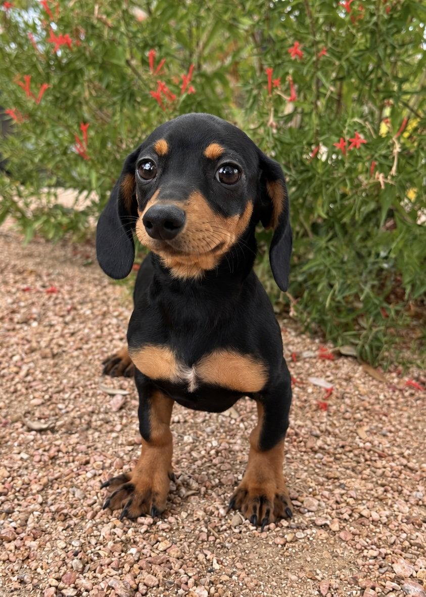 Enlarge Piero, a Adopted Dachshund in Helotes, TX image 1/3