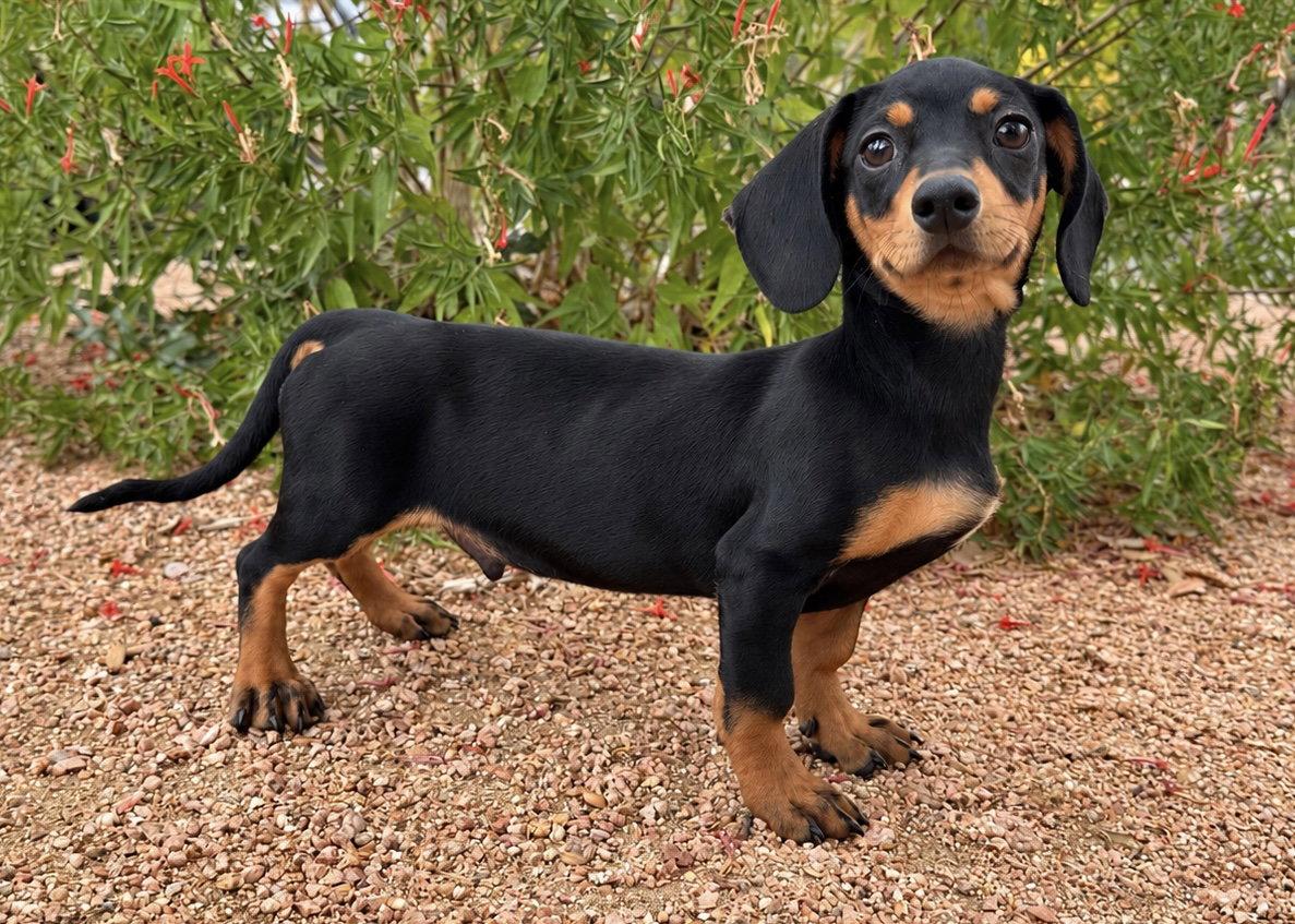 Enlarge Piero, a Adopted Dachshund in Helotes, TX image 2/3