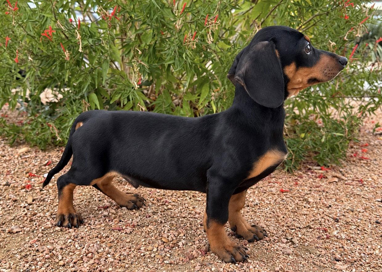 Enlarge Piero, a Adopted Dachshund in Helotes, TX image 3/3