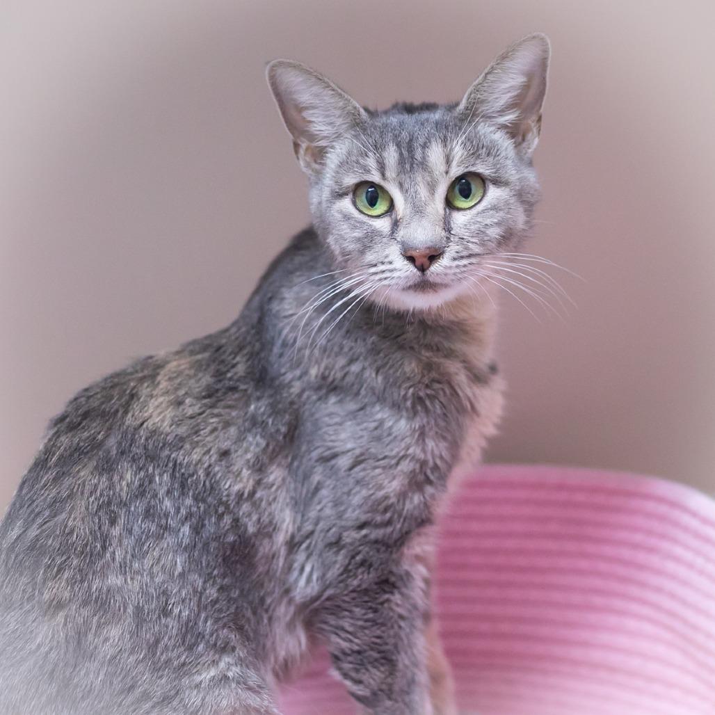 Enlarge Alessandra Momma, a Adoptable Domestic Short Hair in Ponte Vedra, FL image 1/1