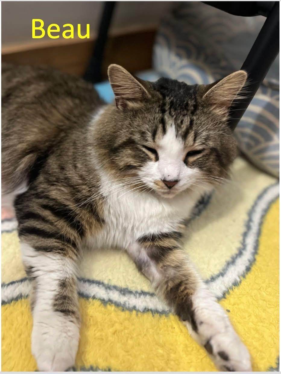 Enlarge Beau, a ADOPTABLE Domestic Long Hair in Manhattan, KS image 3/5