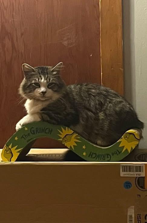 Enlarge Beau, a ADOPTABLE Domestic Long Hair in Manhattan, KS image 2/5