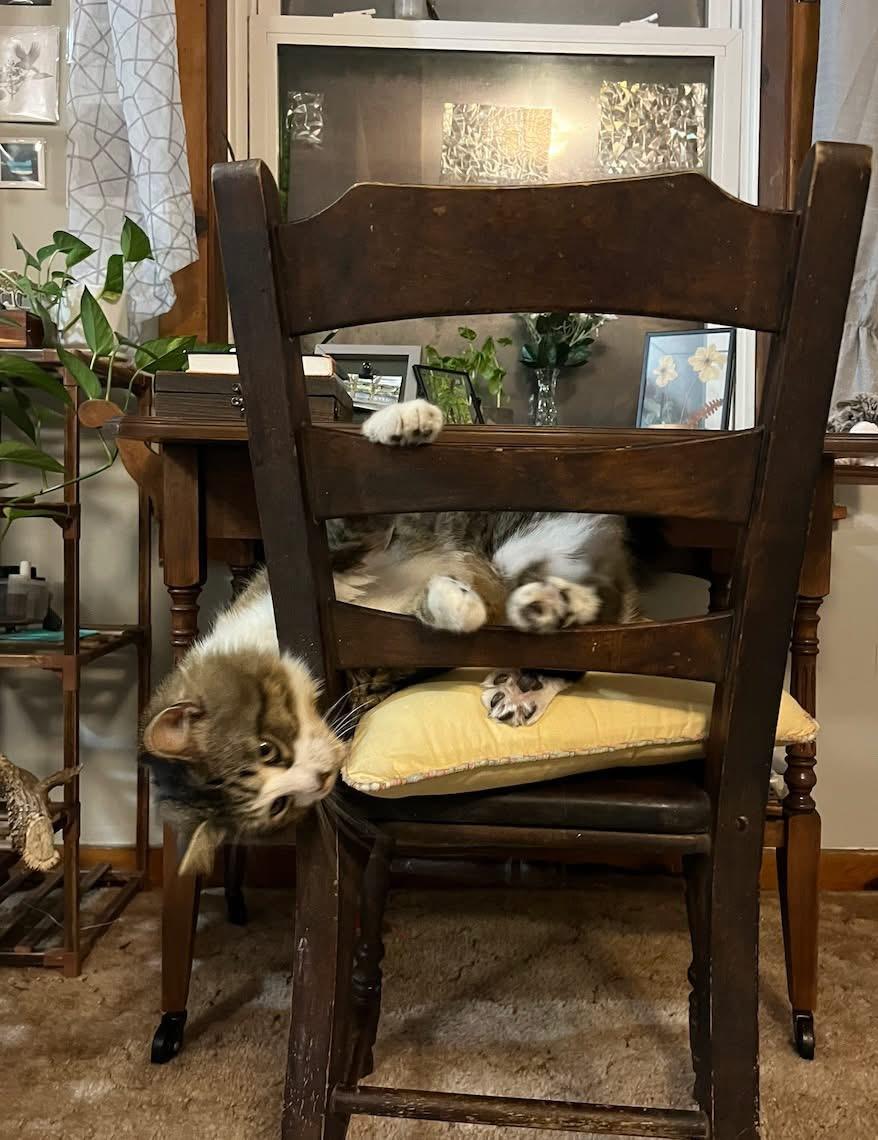 Enlarge Beau, a ADOPTABLE Domestic Long Hair in Manhattan, KS image 4/5