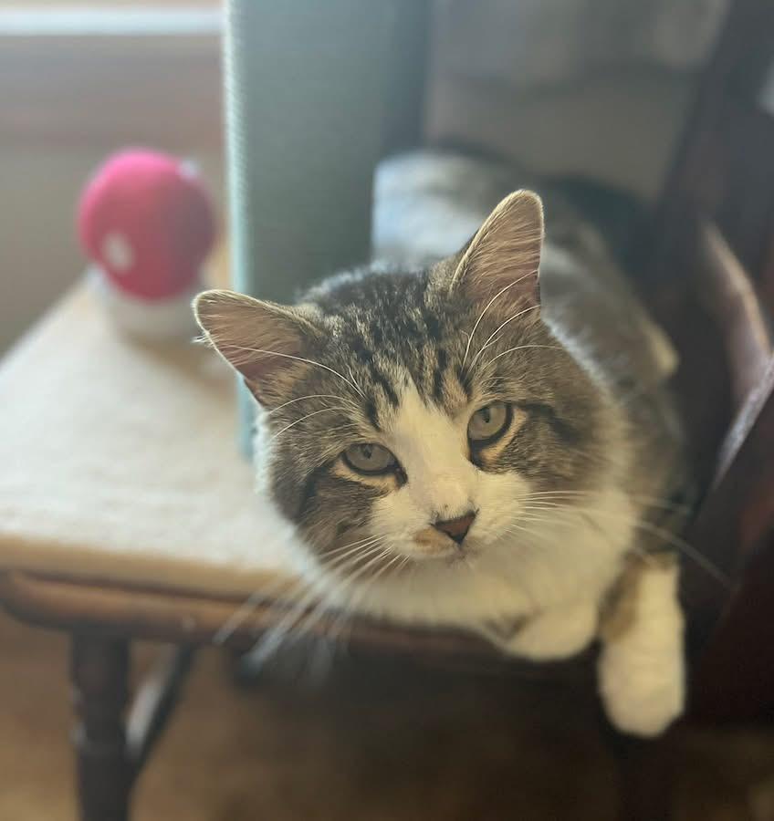 Enlarge Beau, a ADOPTABLE Domestic Long Hair in Manhattan, KS image 5/5