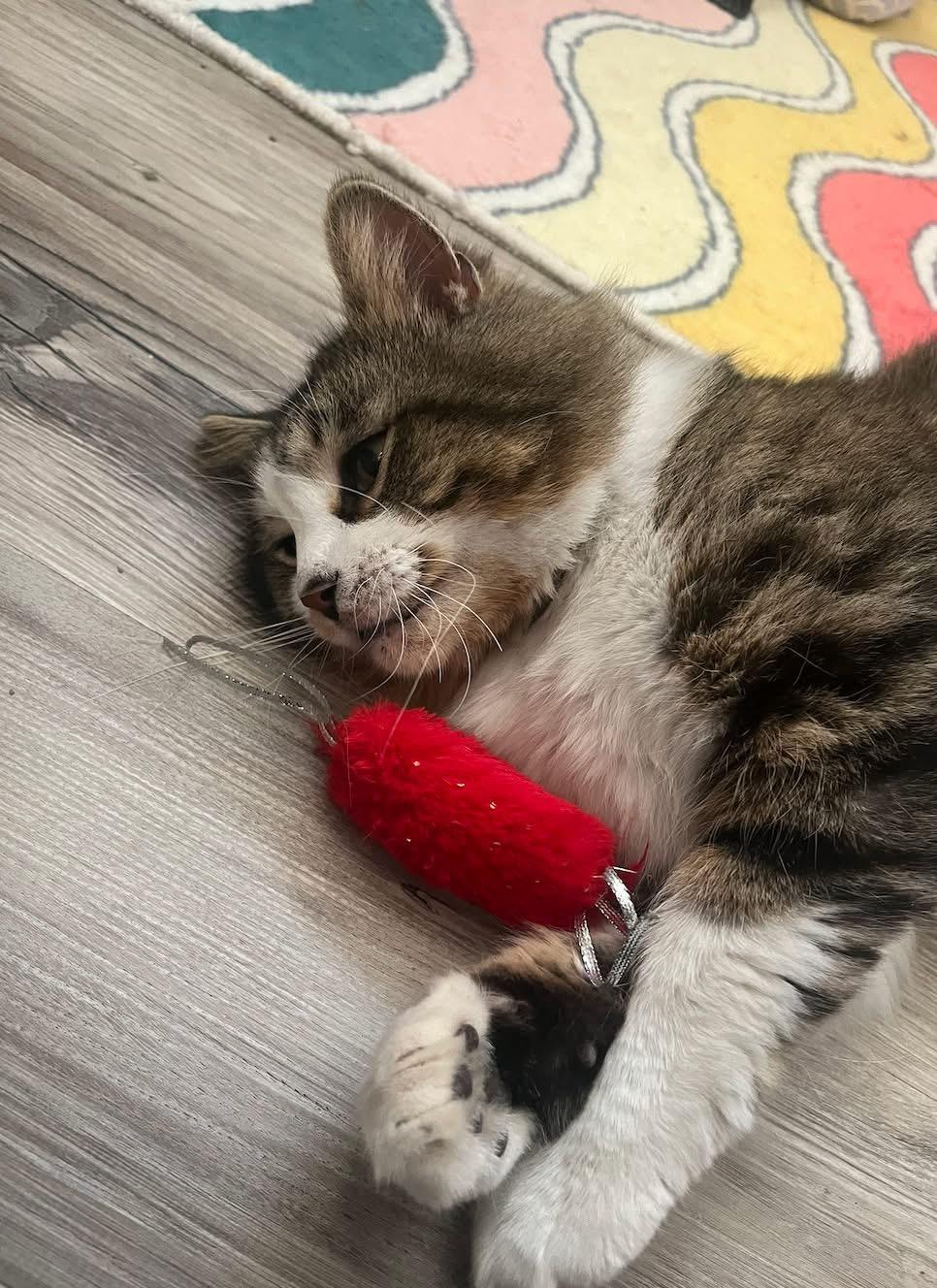 Beau, ADOPTABLE, Young Male Domestic Long Hair.