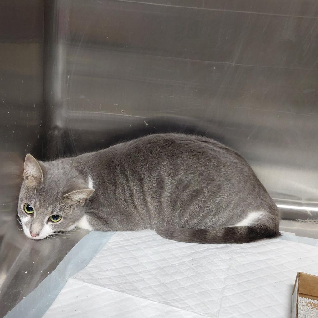 Josie, Adoptable, Young Female Domestic Short Hair.