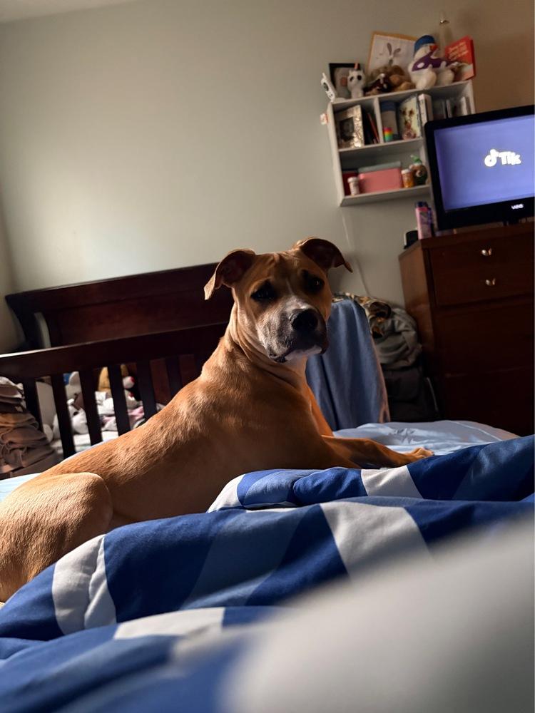 Shady, a Adoptable mixed breed in Xenia, OH image 1/6
