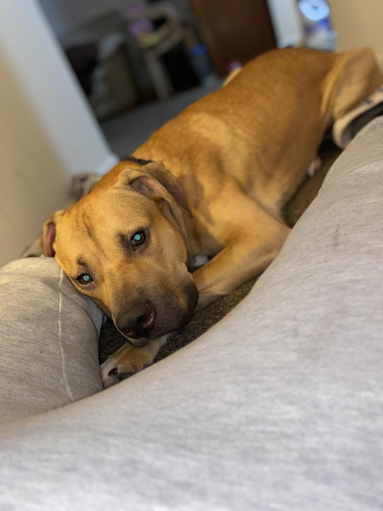Shady, a Adoptable mixed breed in Xenia, OH image 2/6