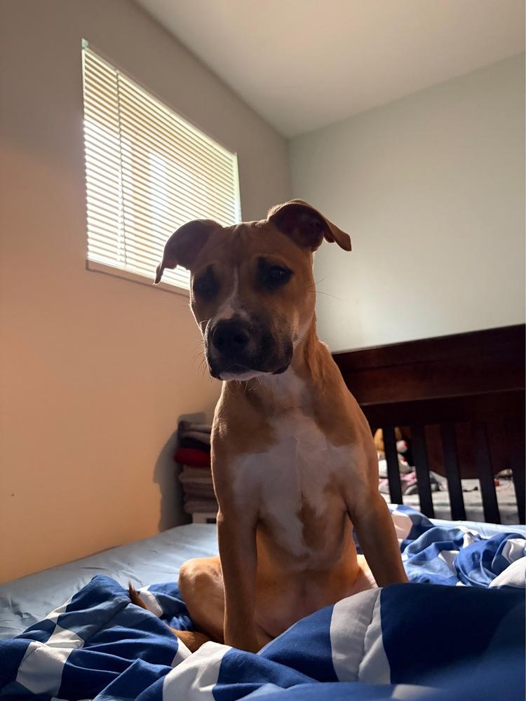 Shady, a Adoptable mixed breed in Xenia, OH image 4/6