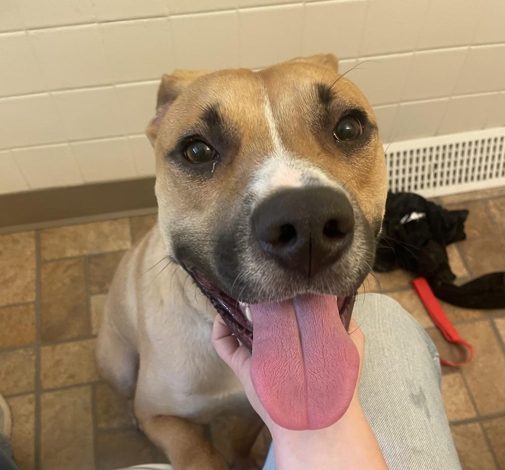 Shady, a Adoptable mixed breed in Xenia, OH image 5/6