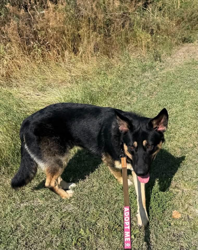 Mr. Beans, a ADOPTABLE German Shepherd Dog in Prineville, OR image 4/4