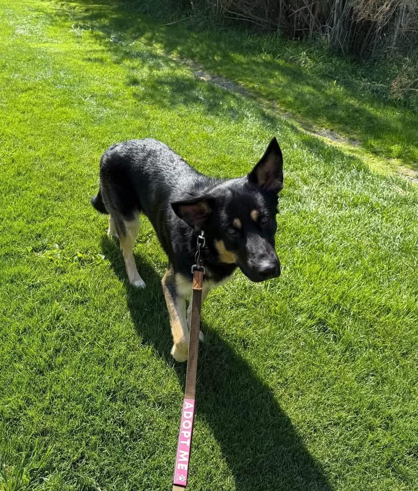 Mr. Beans, a ADOPTABLE German Shepherd Dog in Prineville, OR image 2/4