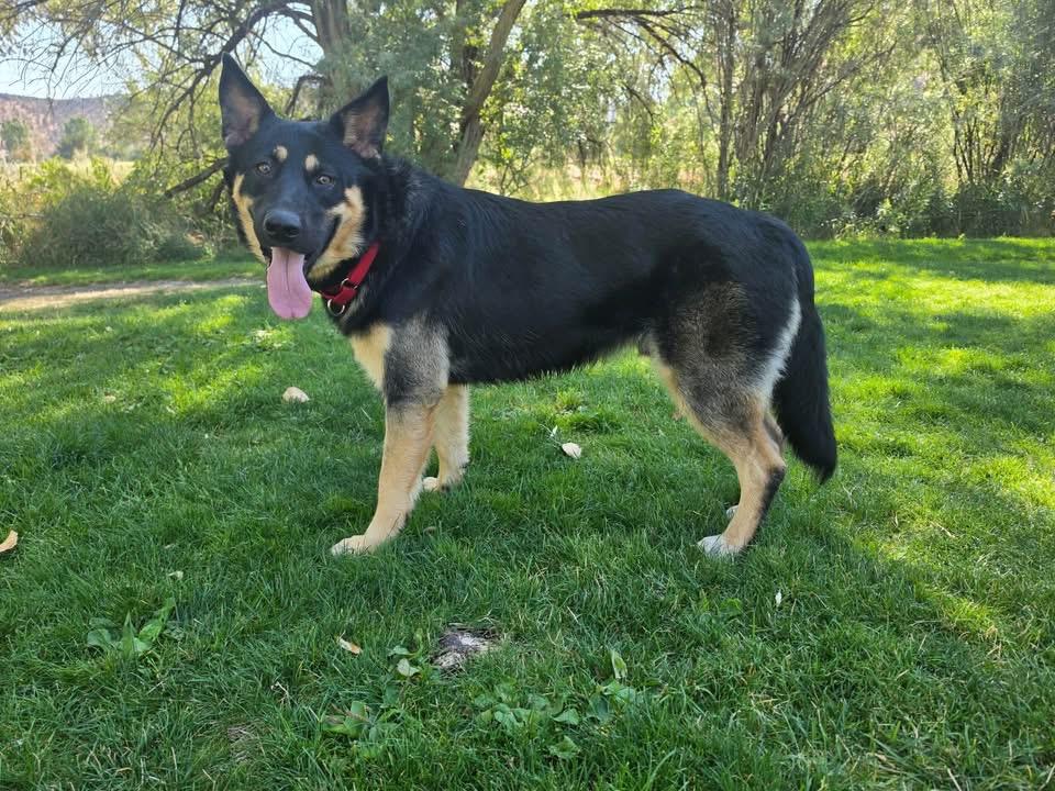 Mr. Beans, a ADOPTABLE German Shepherd Dog in Prineville, OR image 1/4
