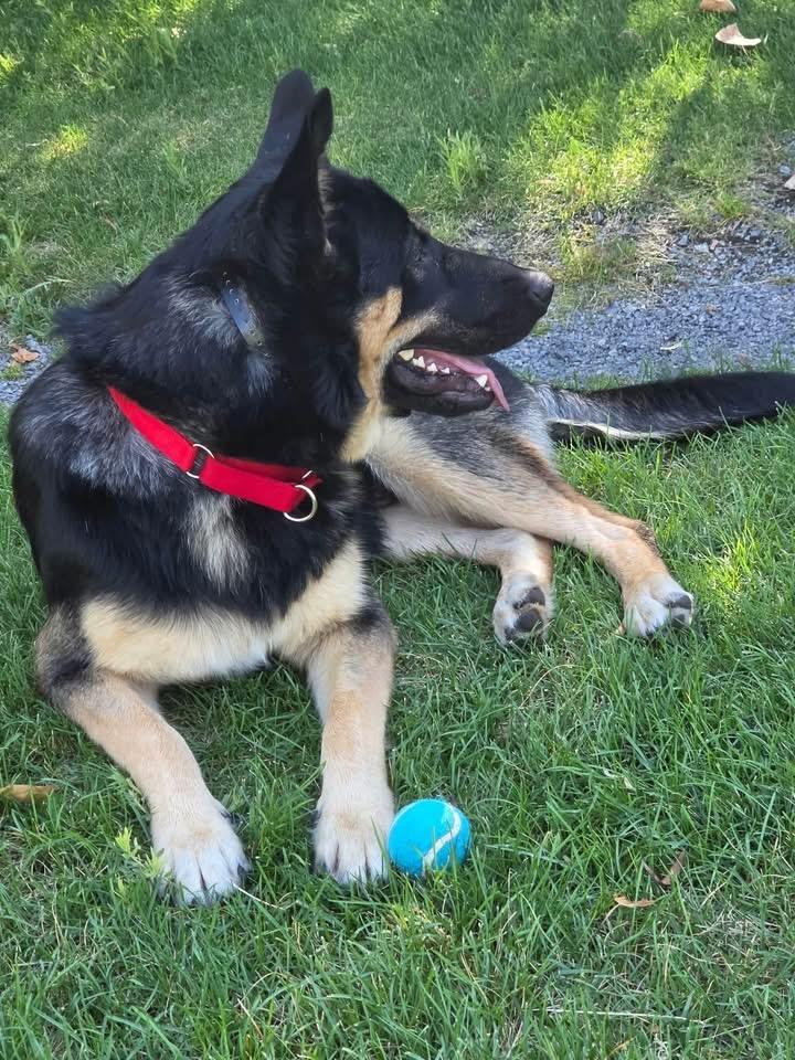 Mr. Beans, a ADOPTABLE German Shepherd Dog in Prineville, OR image 3/4