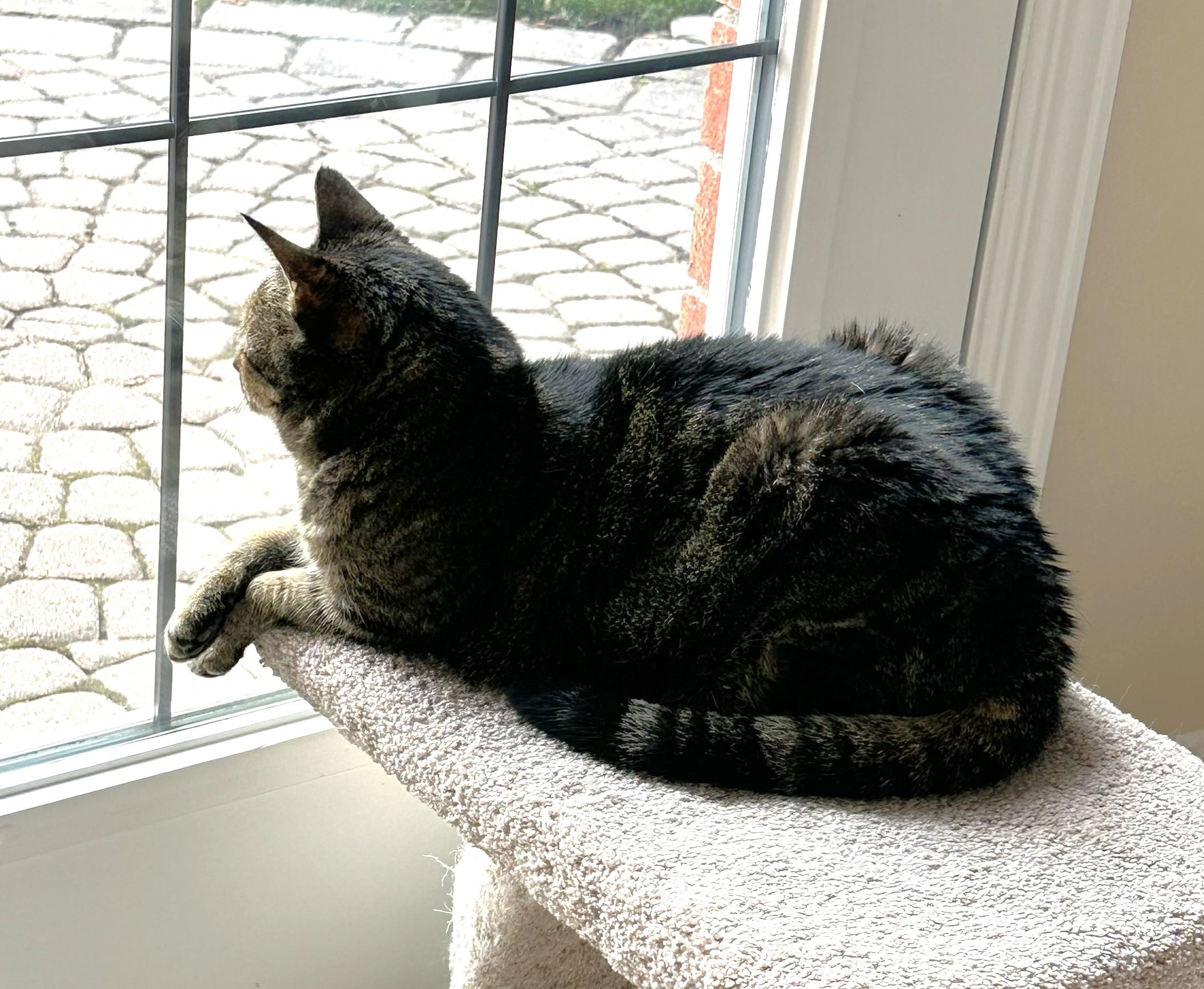 Noodles, a Adoptable Domestic Short Hair image 3/6